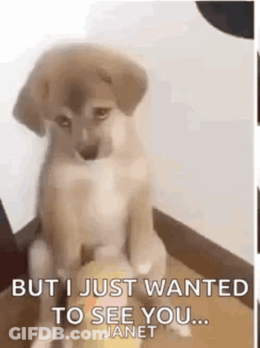 Puppy Sitting On Box With Janet Text GIF