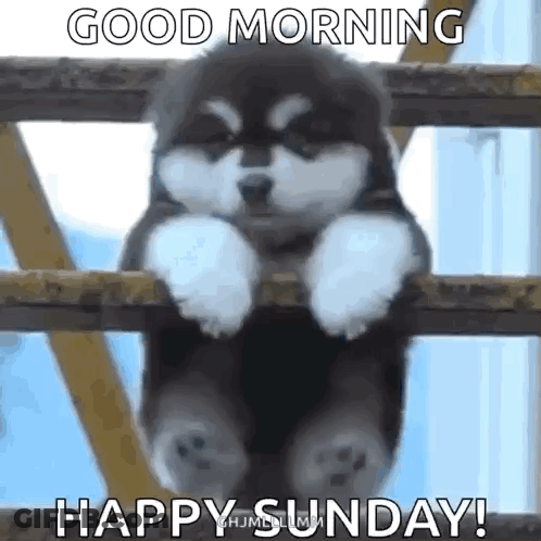Puppy Sitting On Fence Saying Good Morning GIF