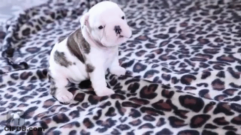 Puppy Sitting On Leopard Print Blanket GIF