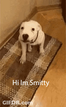 Puppy Sitting On Rug Saying Hi Im Smitten GIF
