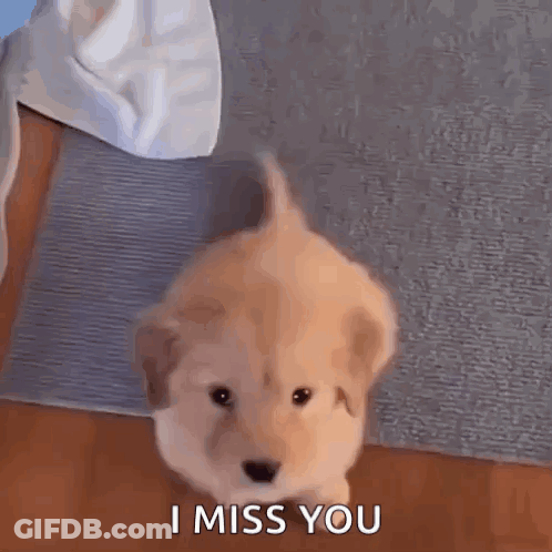 Puppy Sitting On Rug Saying I Miss You GIF