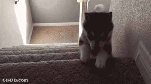 Puppy Sitting On Stuffed Duck Looking At Camera GIF