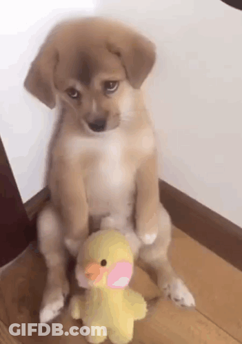 Puppy Sitting With Stuffed Duck GIF
