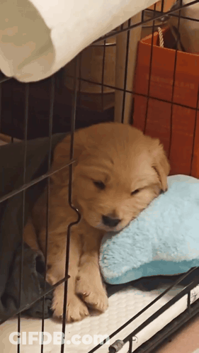 Puppy Sleeping In Cage With Blue Pillow GIF