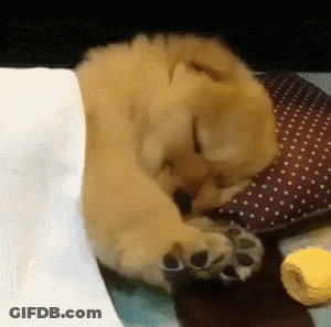 Puppy Sleeping Next To Pillow GIF
