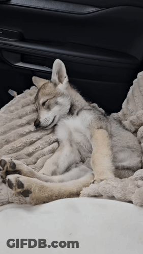 Puppy Sleeping On Blanket In Car GIF