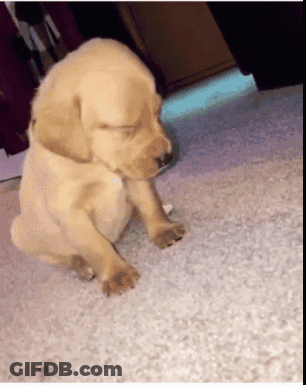 Puppy Sleeping On Carpet GIF