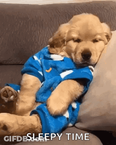 Puppy Sleeping On Couch In Blue Shirt GIF