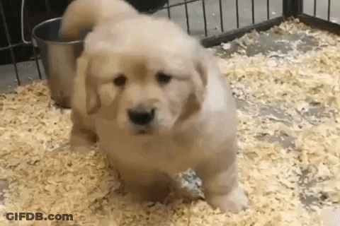 Puppy Standing In Wood Shavings GIF