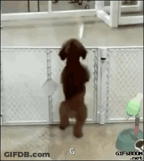 Puppy Standing On Hind Legs GIF