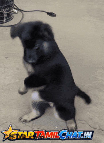 Puppy Standing On Hind Legs In Front Of Star Tamil Chat.in Logo GIF