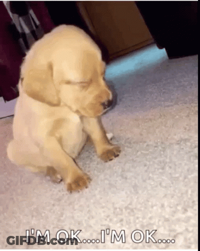 Puppy Standing On Hind Legs In Window Saying OMG You To GIF