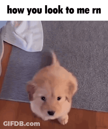 Puppy Standing On Hind Legs Looking Up GIF