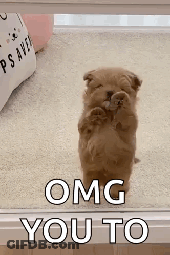 Puppy Standing On Hind Legs OMG You To GIF