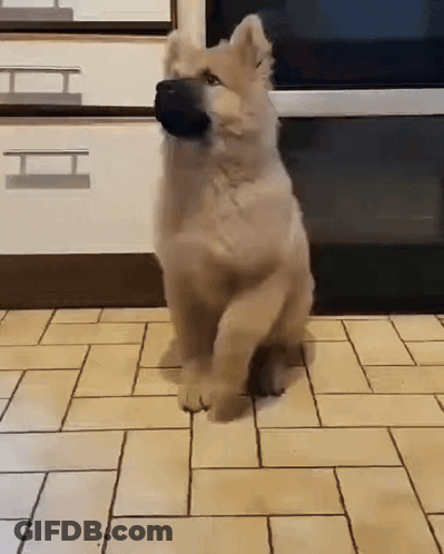 Puppy Standing On Hind Legs With Ball GIF