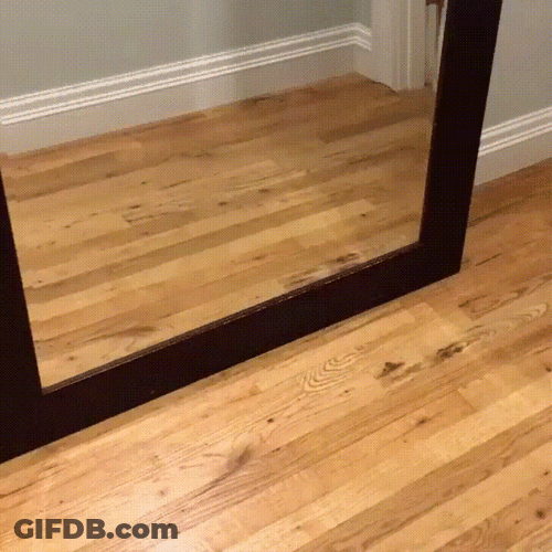 Puppy Startled With His Own Reflection GIF
