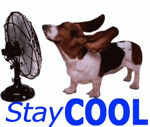 Puppy Staying Cool With Fan GIF