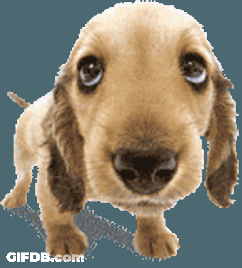 Puppy Sticker GIF