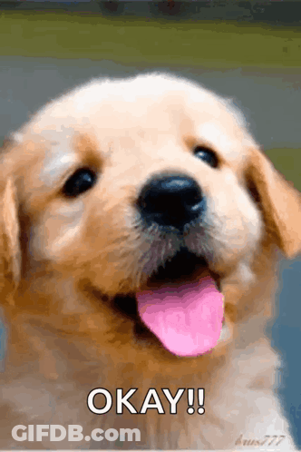 Puppy Sticking Tongue Out Saying Okay GIF
