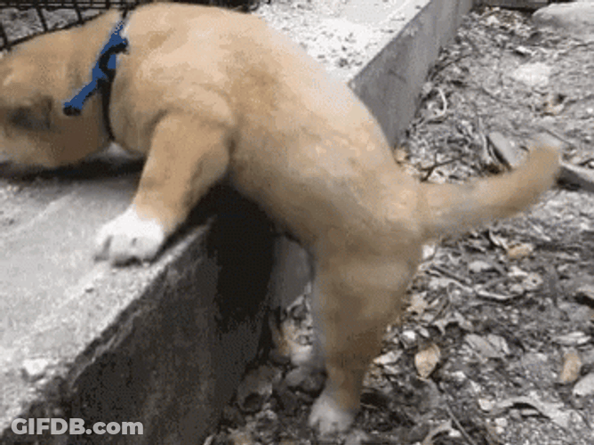 Puppy Struggle Climbing Up GIF