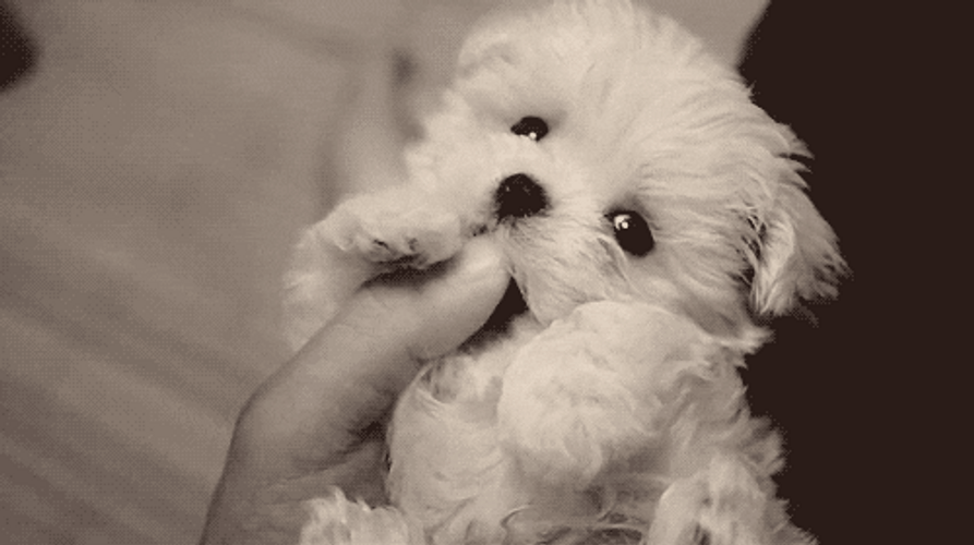 Puppy Sweet Cute Fluffy GIF