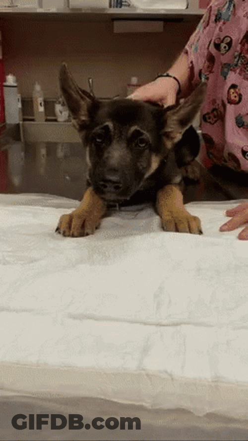 Puppy Throwing Up GIF