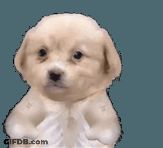 Puppy Thumbs Up Sticker GIF