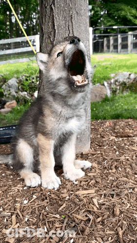 Puppy Under Tree With Mouth Wide Open GIF