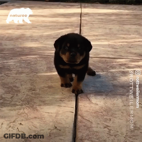 Puppy Walking On Sidewalk With Naturee Logo GIF
