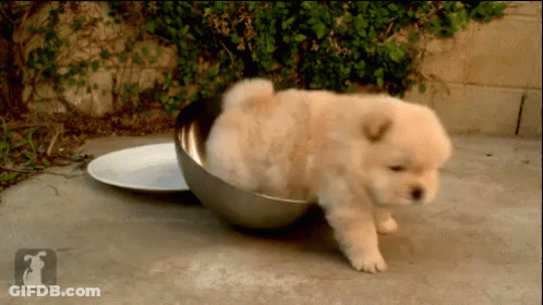 Puppy Walking Out Of Bowl With Letter F GIF