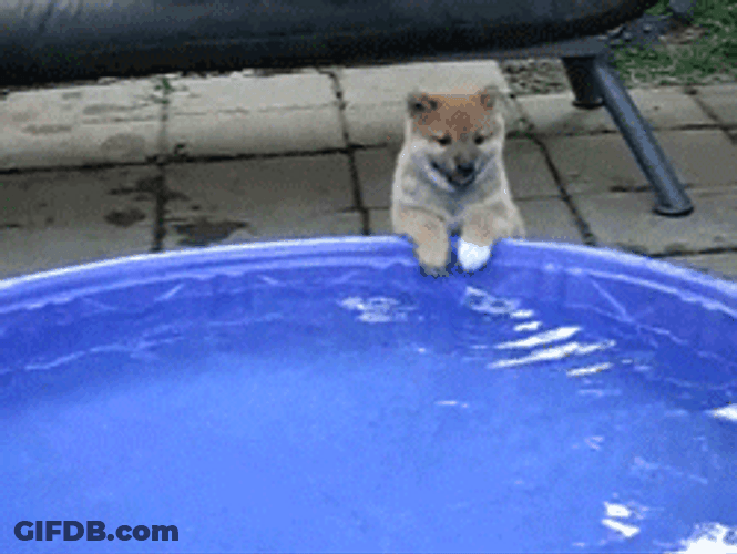Puppy Water Pool Play Cute Animal GIF