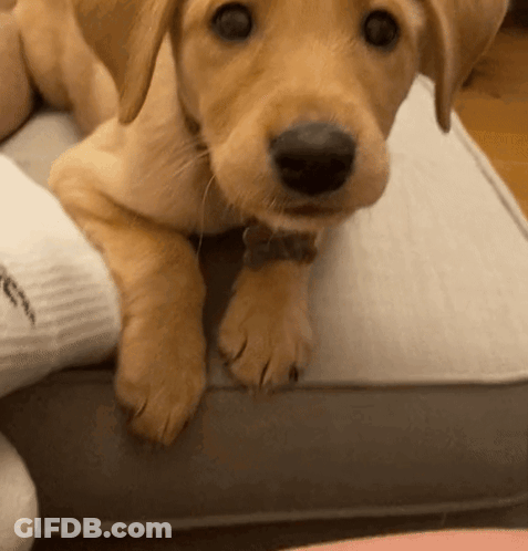 Puppy Wearing Bow Tie Laying On Couch GIF