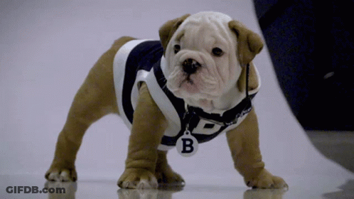 Puppy Wearing Jersey With Letter B GIF