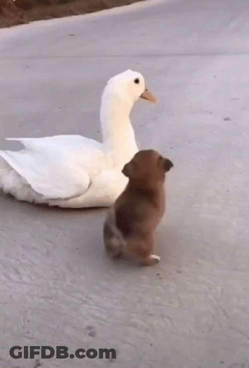 Puppy With Cute Duck Mom GIF