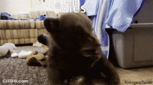 Puppy With Dies GIF