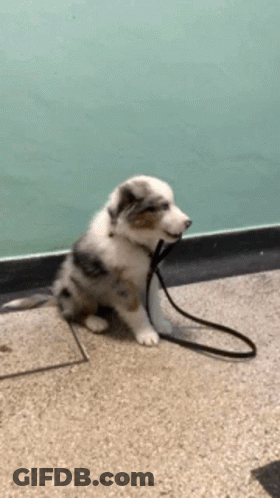 Puppy With Leash Sitting On Floor GIF