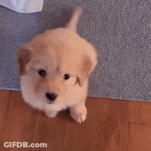 Puppy With Ponytail Standing GIF