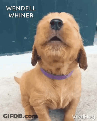 Puppy With Purple Collar Says We Dell Whiner GIF