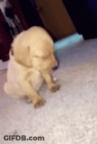 Puppy With Red Collar Laying On Floor GIF