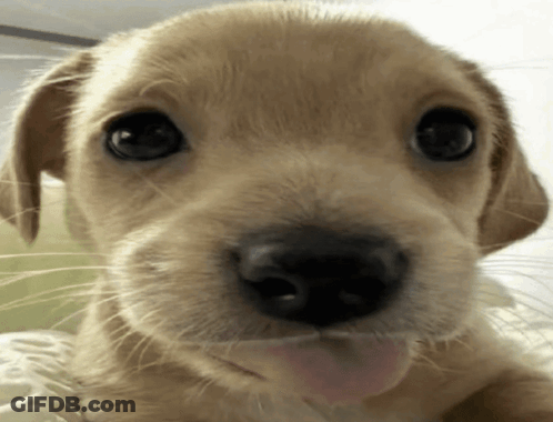 Puppy With Tongue Hanging Out GIF