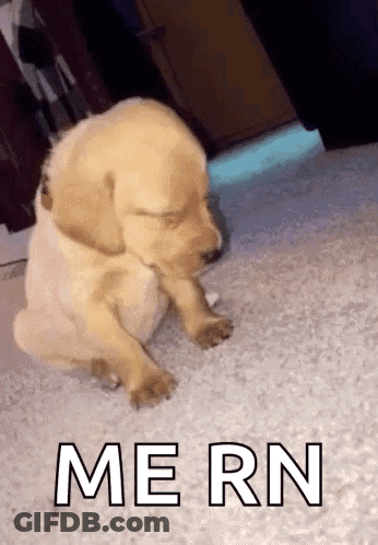 Puppy With Word Mern GIF