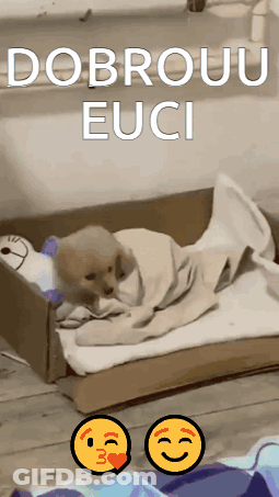 Puppy Wrapped In Blanket In Cardboard Box Dobrou Euci GIF