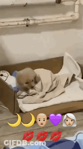 Puppy Wrapped In Blanket In Cardboard Box With Emojis GIF