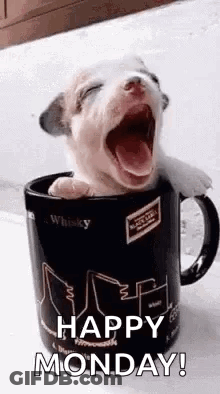 Puppy Yawning In Whiskey Cup GIF