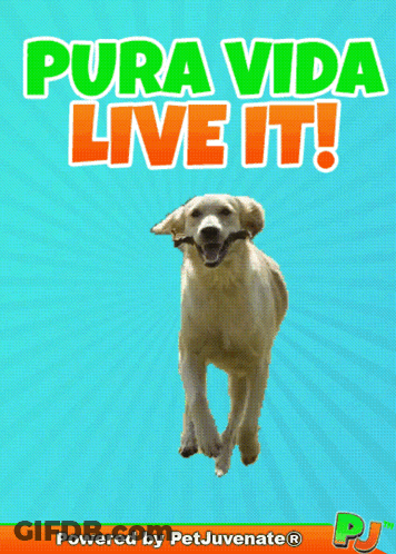 Pura Vida Live It Poster With Dog GIF