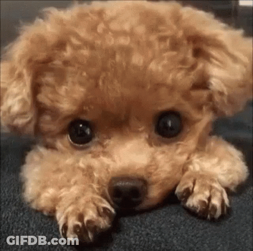 Purple And Orange Cartoon Characters Smiling GIF