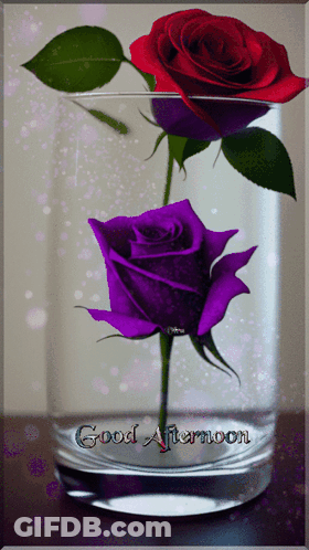 Purple And Red Roses In A Glass With The Words Good Afternoon Written On The Bottom GIF