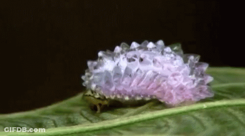 Purple And White Caterpillar On Leaf GIF