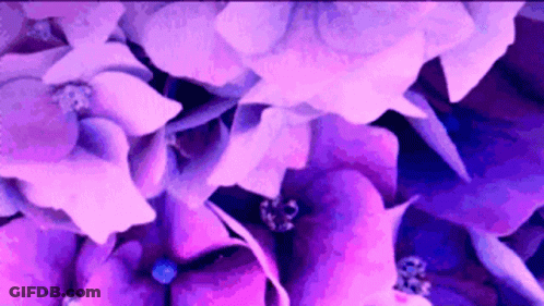 Purple And White Flowers Close Up GIF