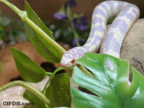 Purple And White Snake Sitting On Green Plant GIF